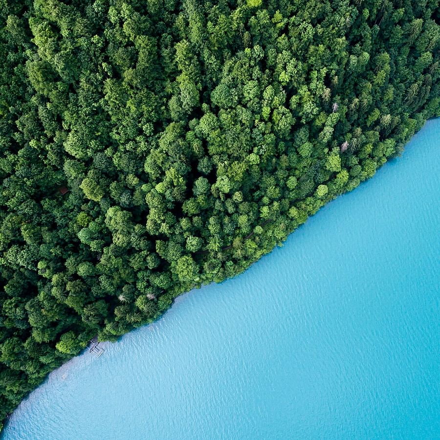 Lush green forest symbolizing eco-friendly travel