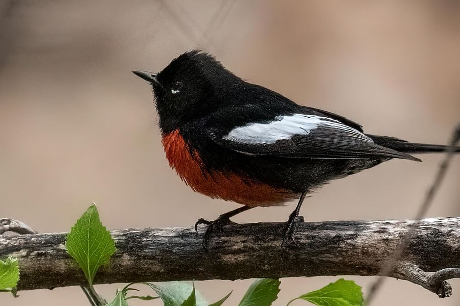 Bird watching Patagonia