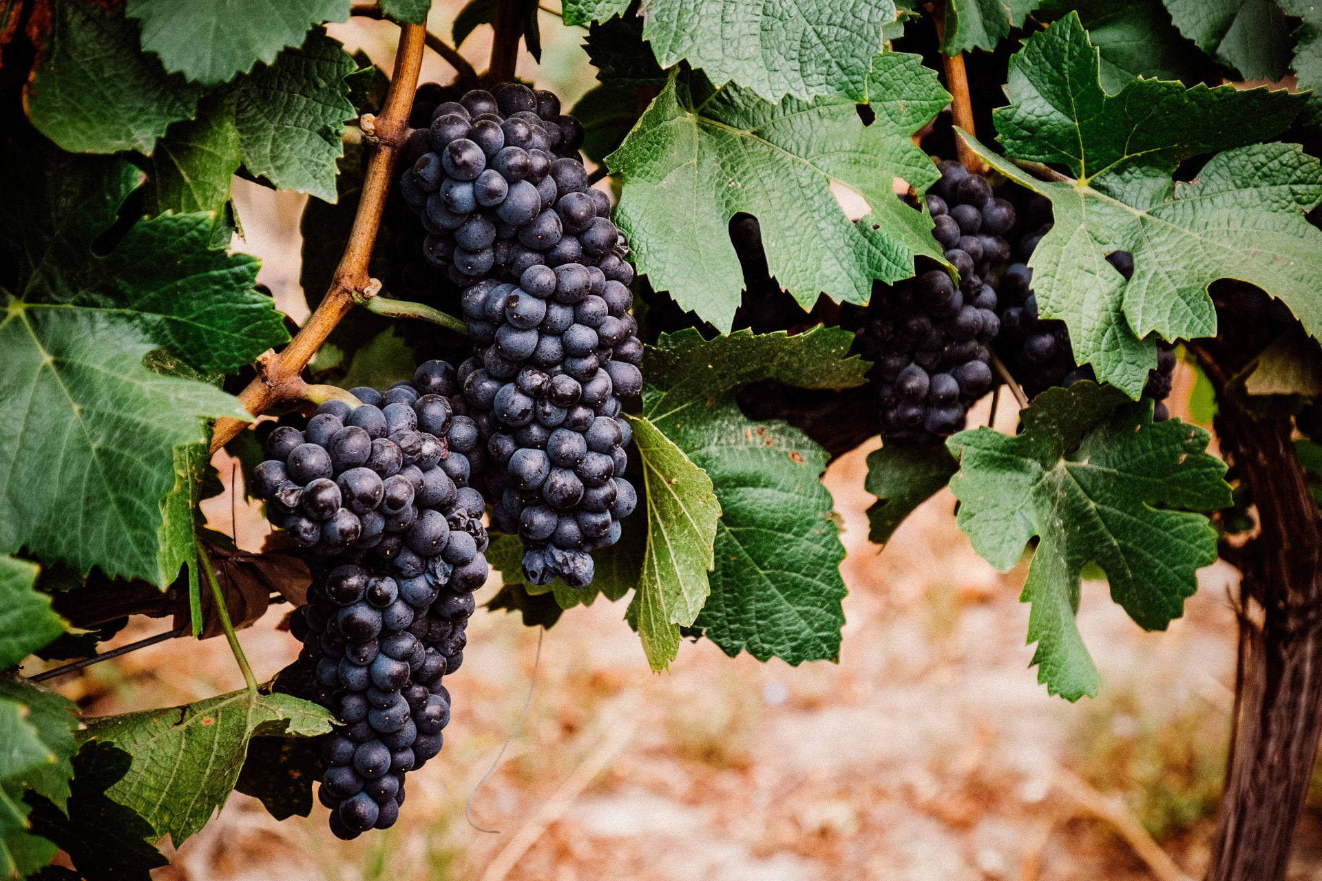 Organic vineyard Patagonia