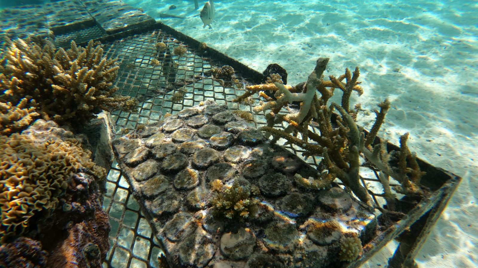 Biorock coral growth technology