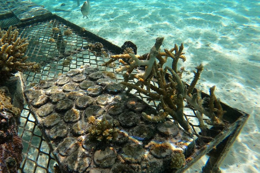 Biorock coral growth technology