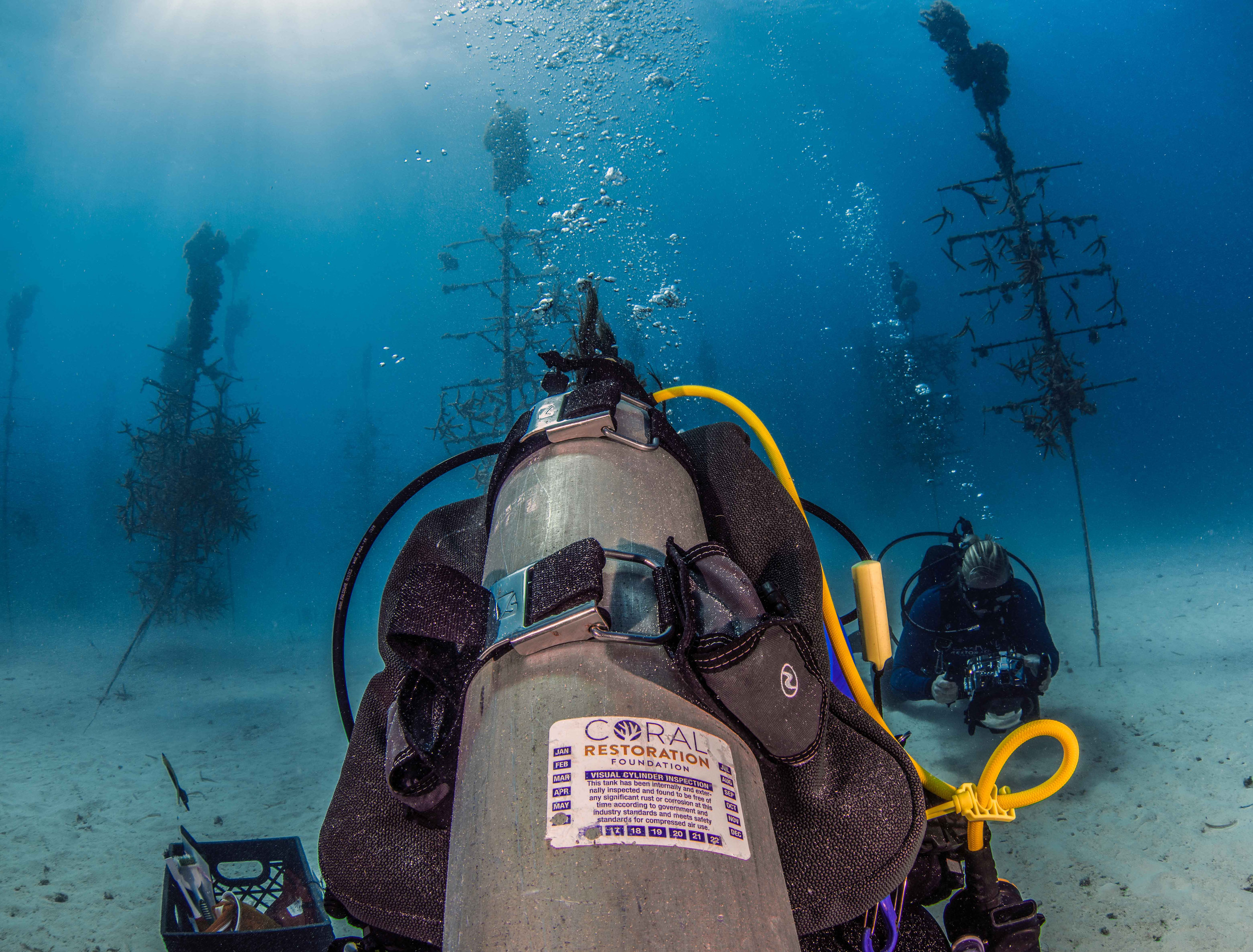 Coral Restoration Foundation Florida Keys