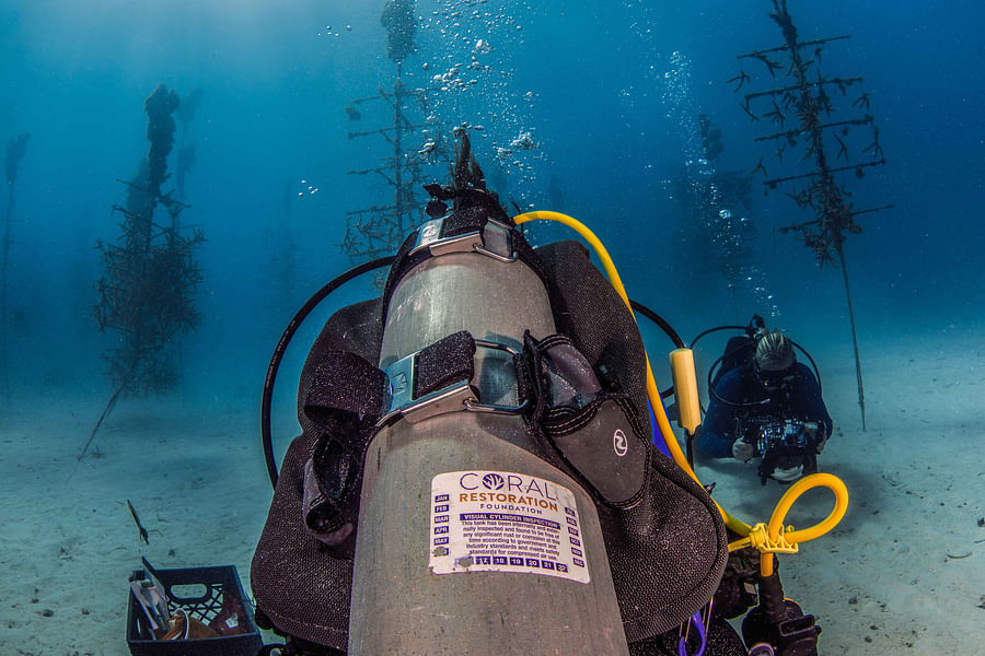 Coral Restoration Foundation Florida Keys