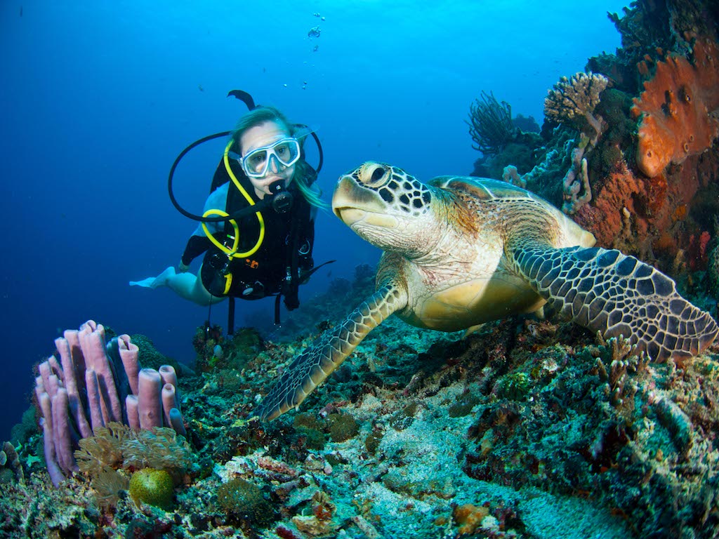 Eco Divers reef conservation
