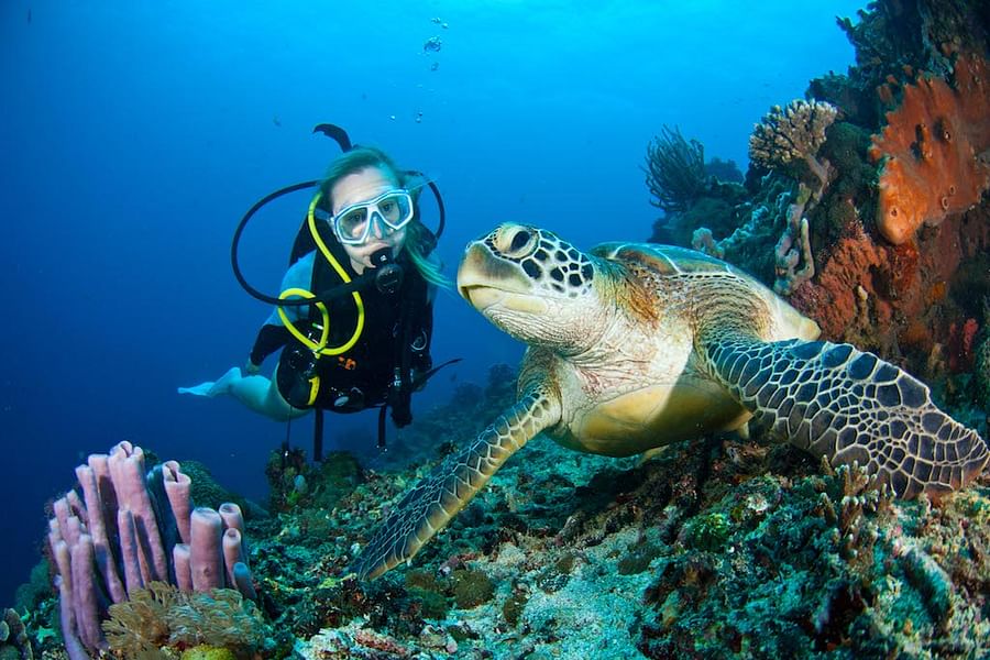 Eco Divers reef conservation