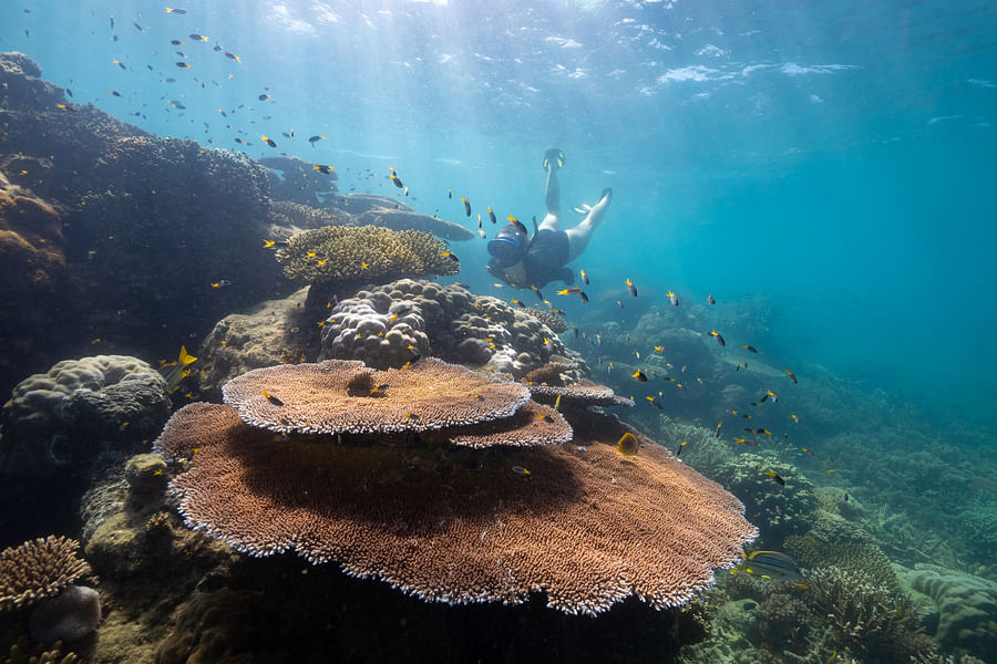 Great Barrier Reef Foundation Reef Stars