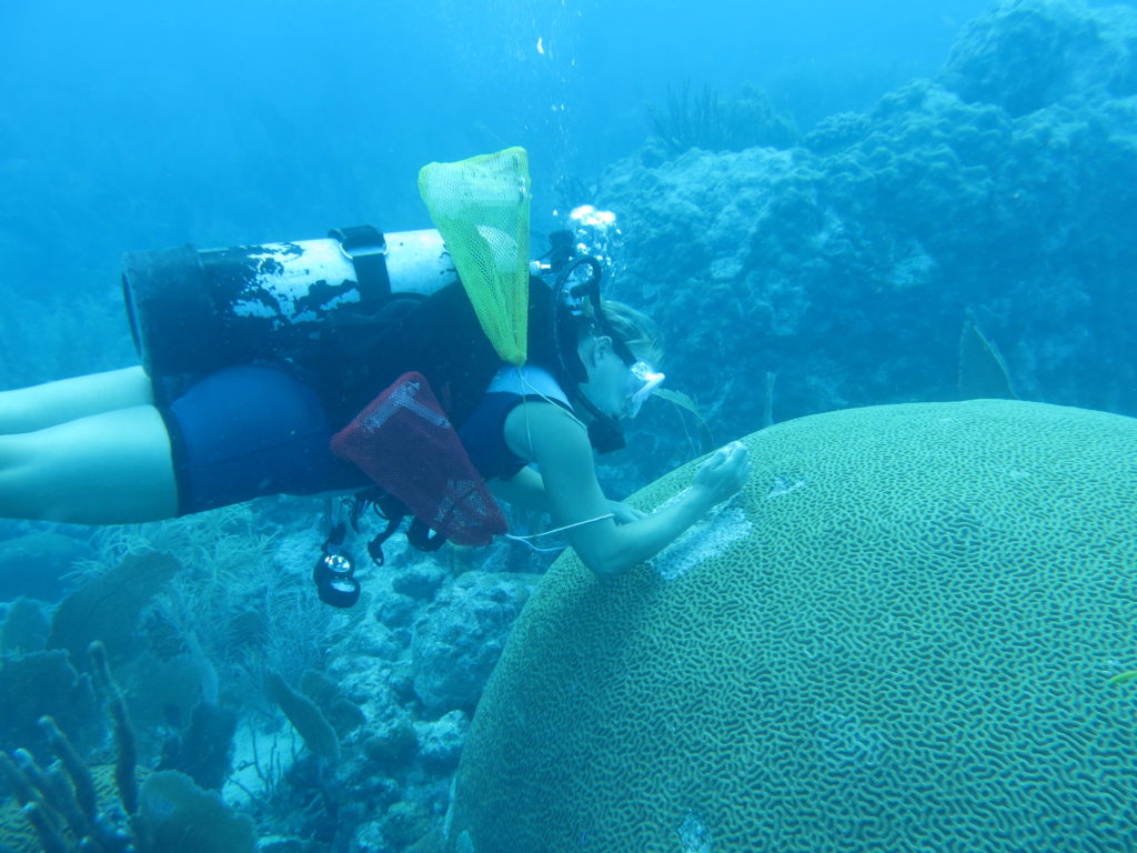 Mote Marine Laboratory coral restoration