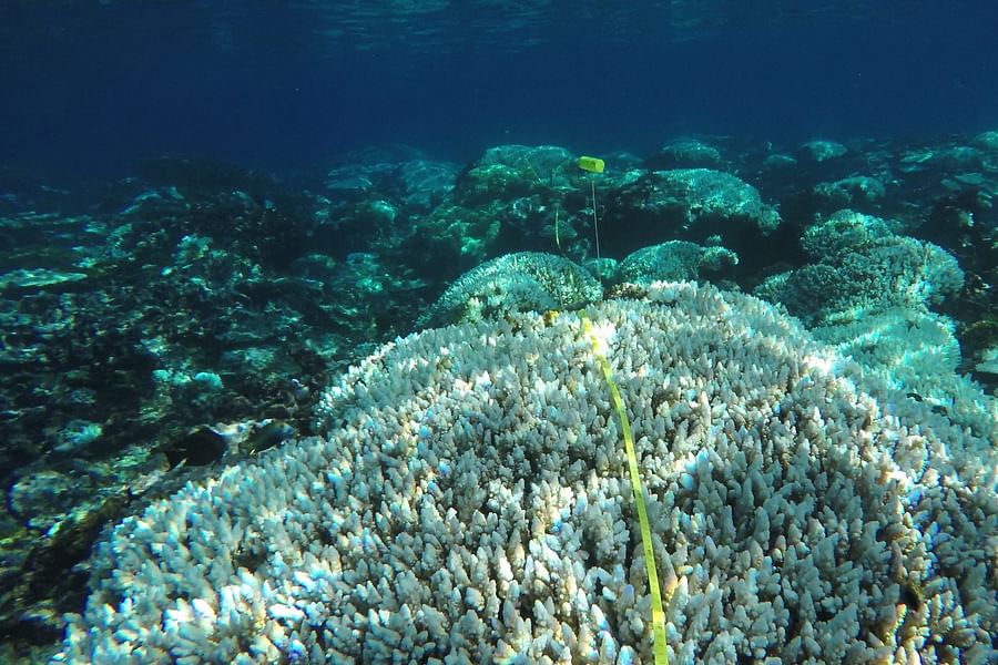 Reef Check coral conservation