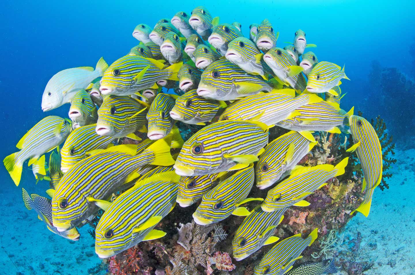 Samata Luxury Liveaboard diving