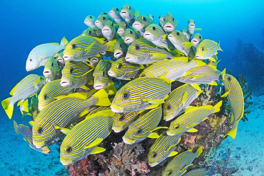 Samata Luxury Liveaboard diving