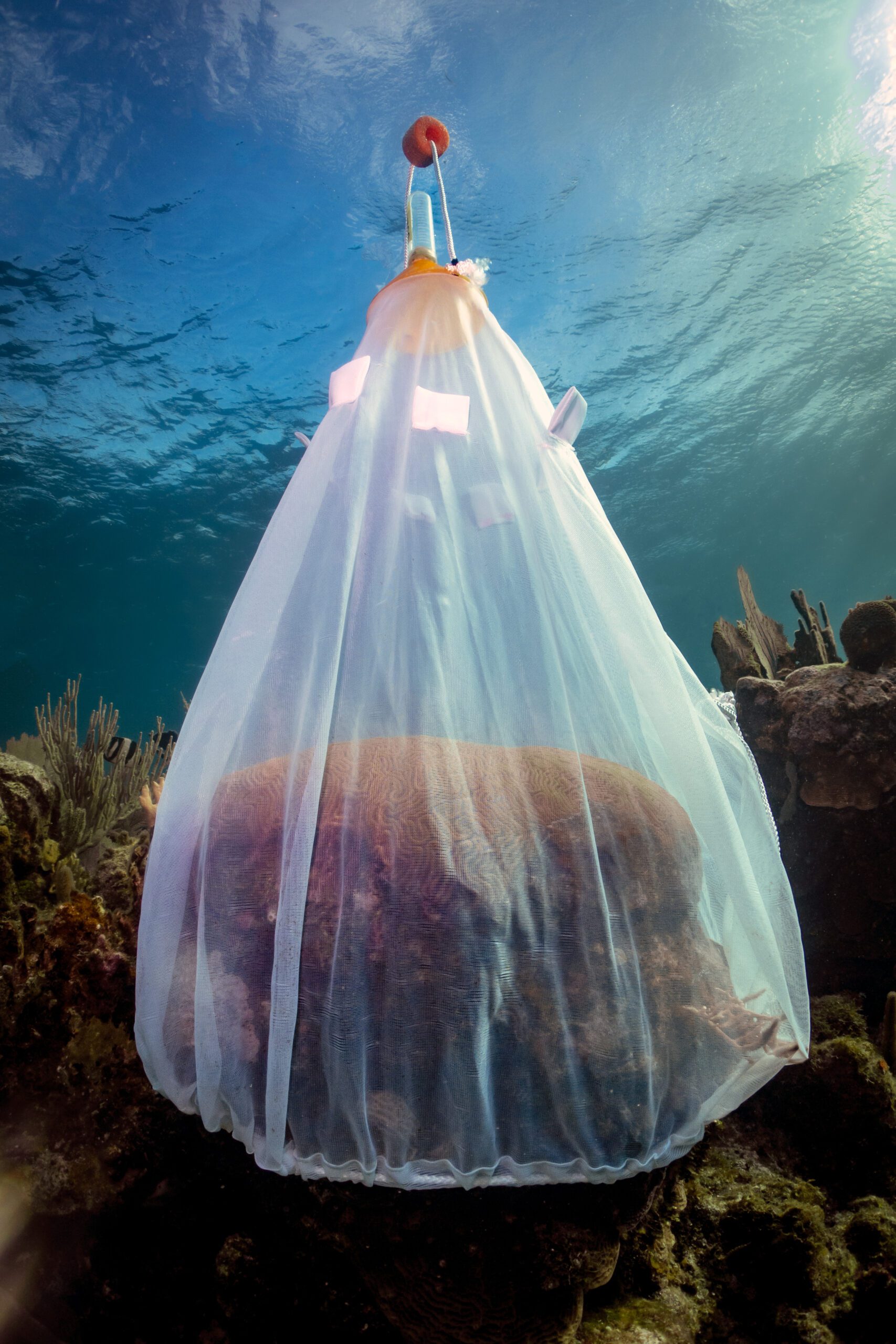 SECORE International coral restoration