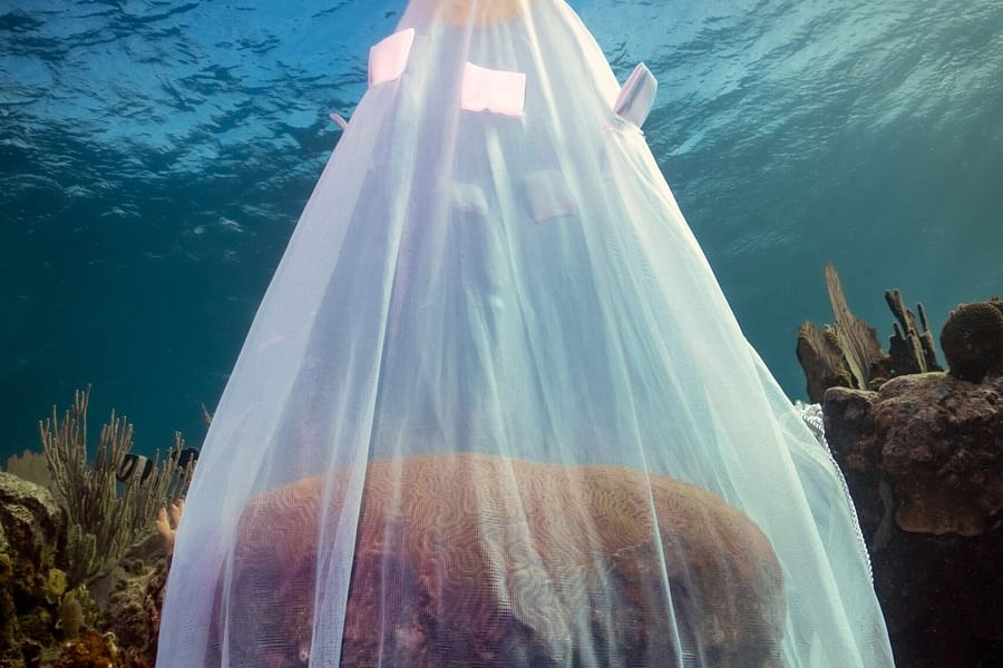 SECORE International coral restoration