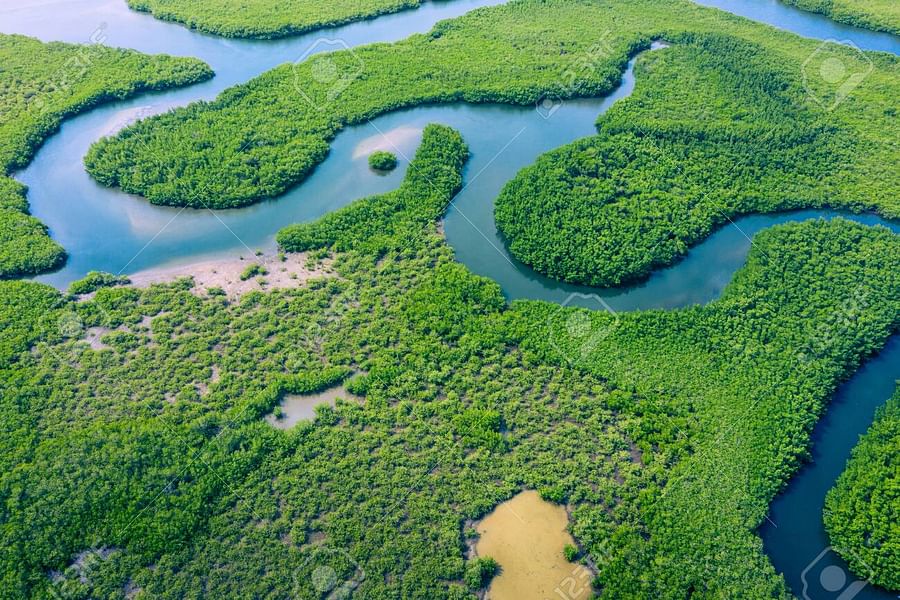 Aerial view of the lush Amazon Rainforest